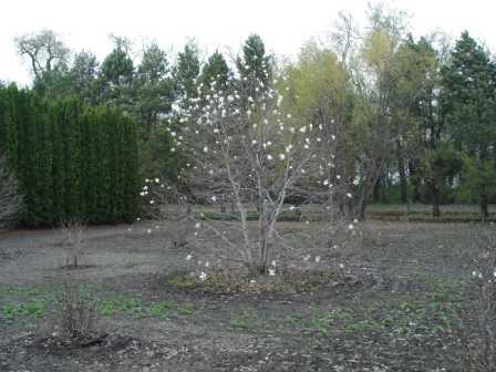 flowering_tree